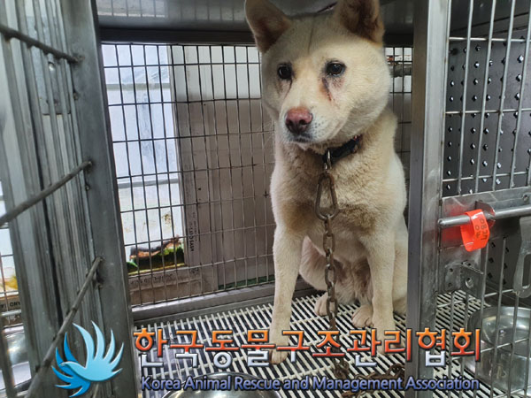 한국동물구조관리협회_411309202300352